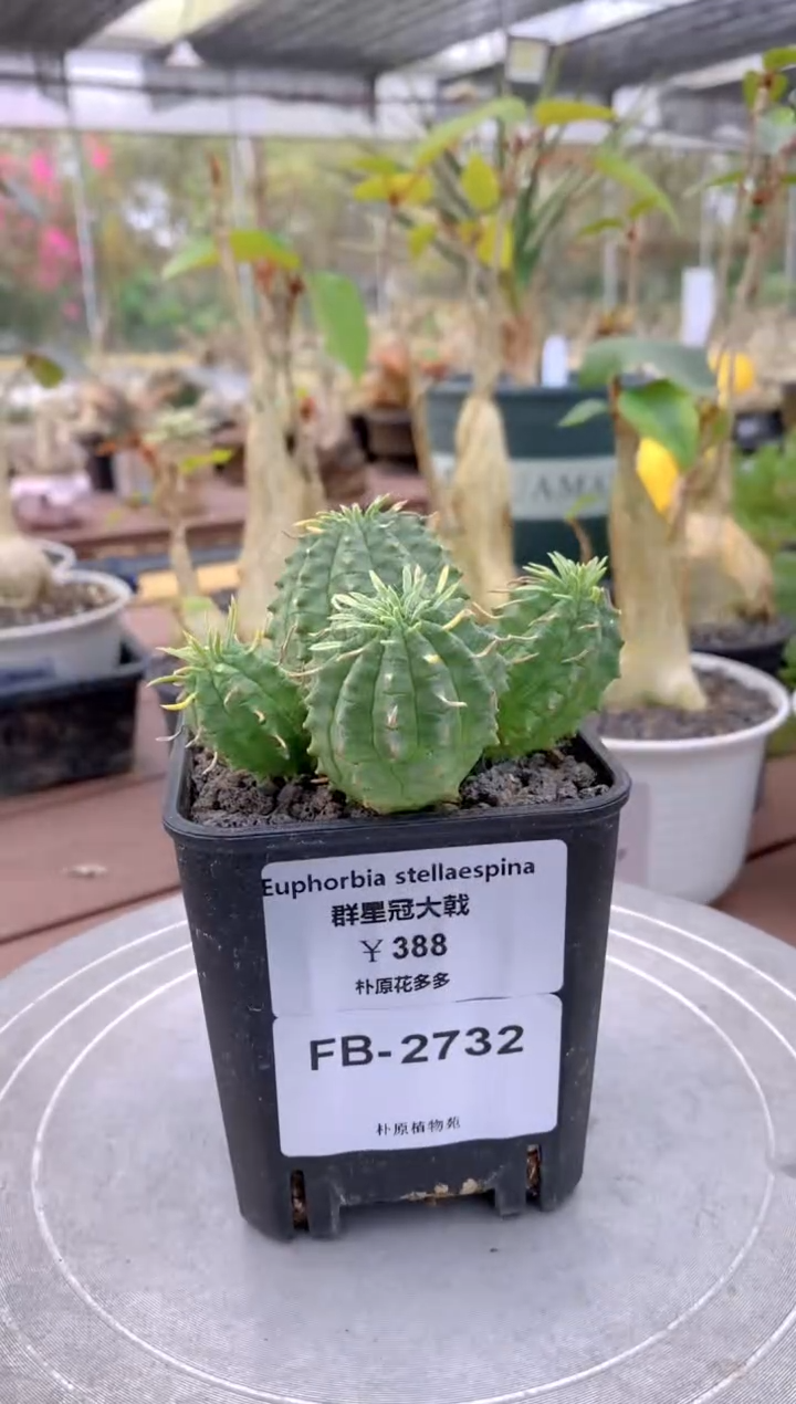 【闪购商品】群星冠FB-2732