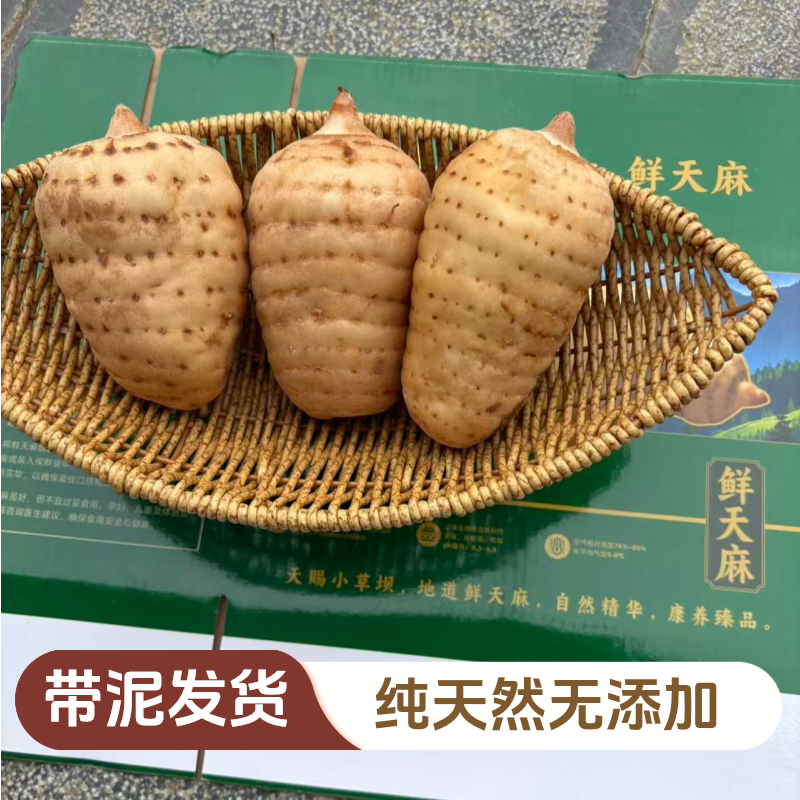 正宗云南昭通小草坝高山种植小草坝鲜天麻炖鸡泡酒【备注送礼盒】