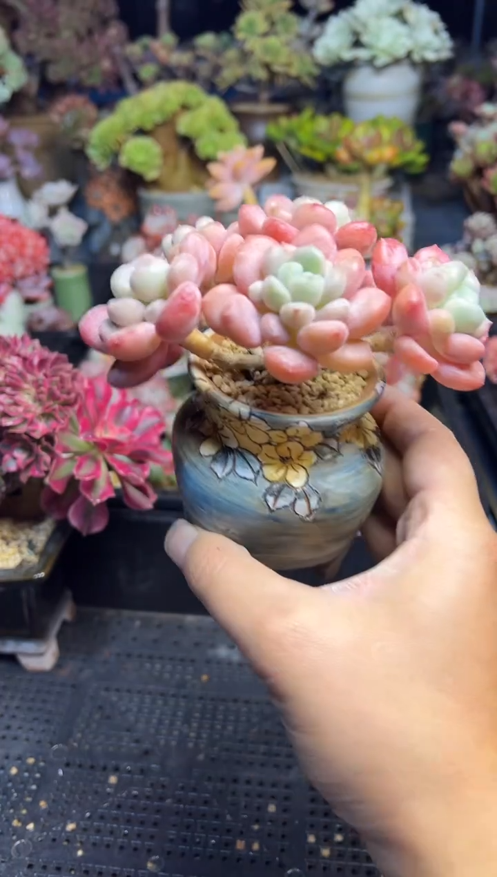 森*183                花盆