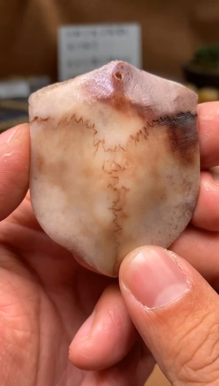 【闪购商品】鹿骨其他母鹿三界A146