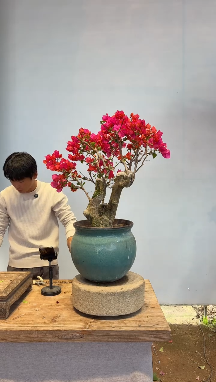 以实际为准三角梅40