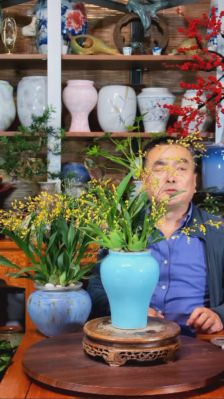 无花朵多*水之韵水培梦香兰