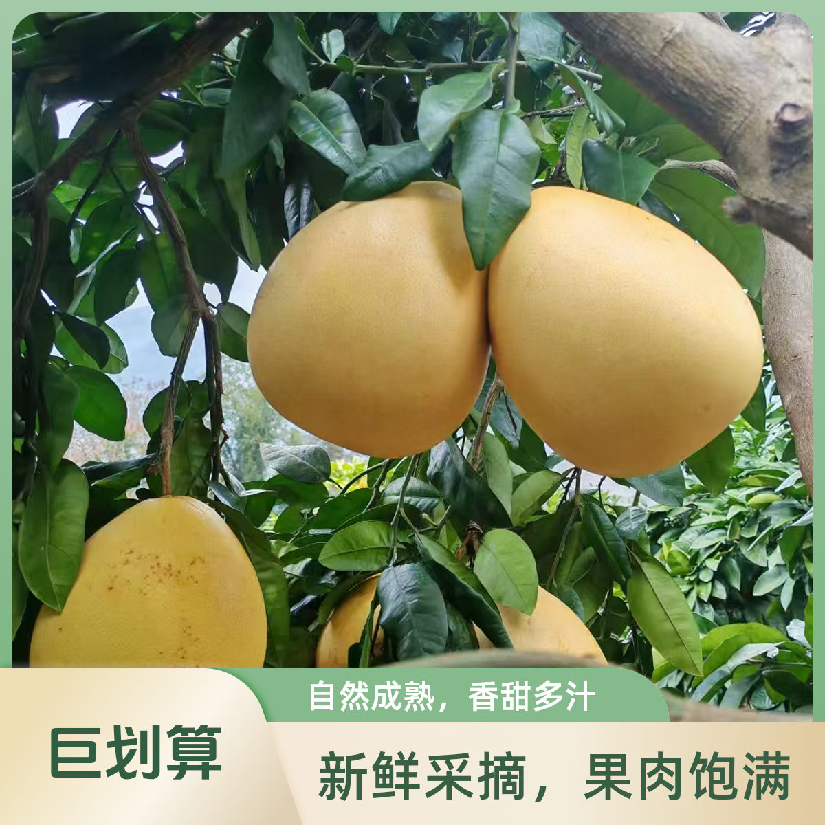 乡村农家自种柚新鲜采摘自然成熟