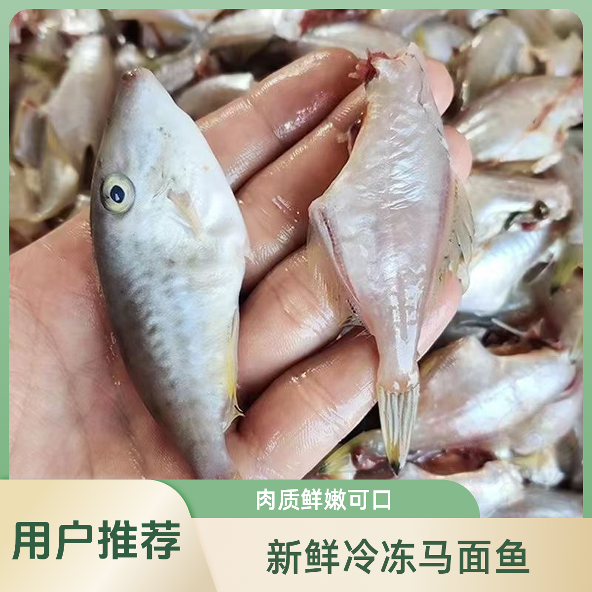 [顺丰冷链]新鲜海捕扒皮鱼小拨皮鱼马面鱼耗子鱼广东茂名博贺渔港海鲜