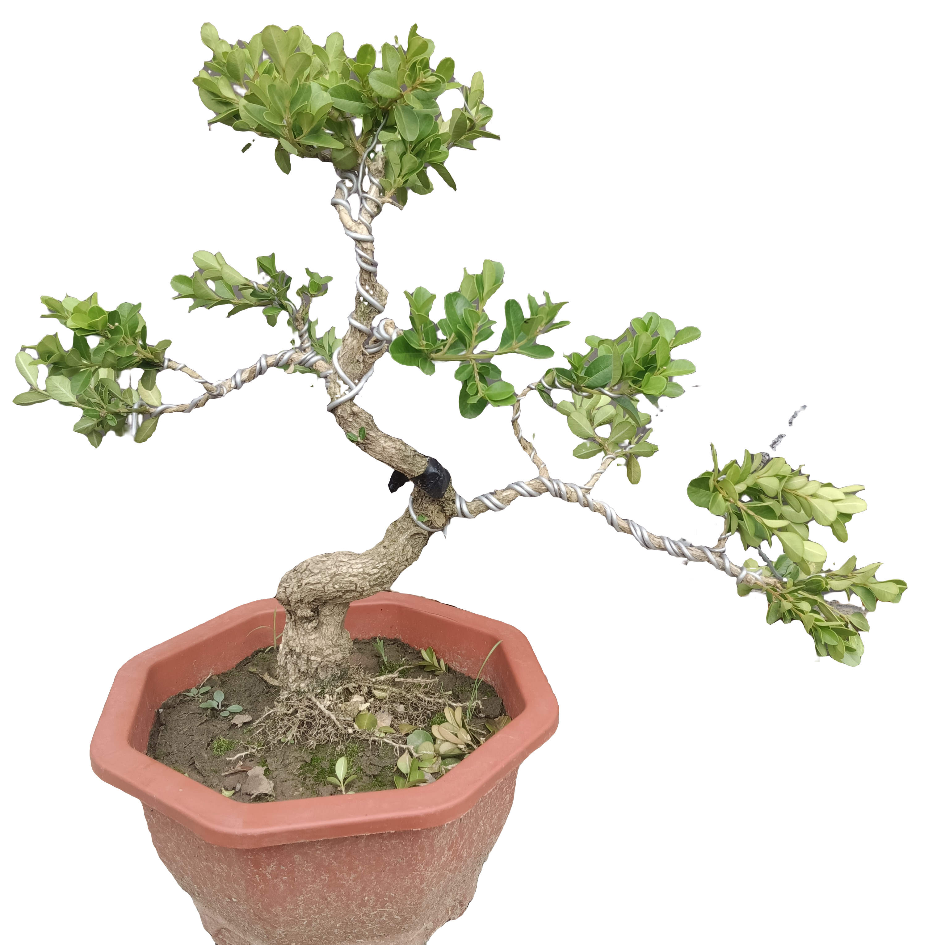 黄杨老桩盆景，小叶白皮