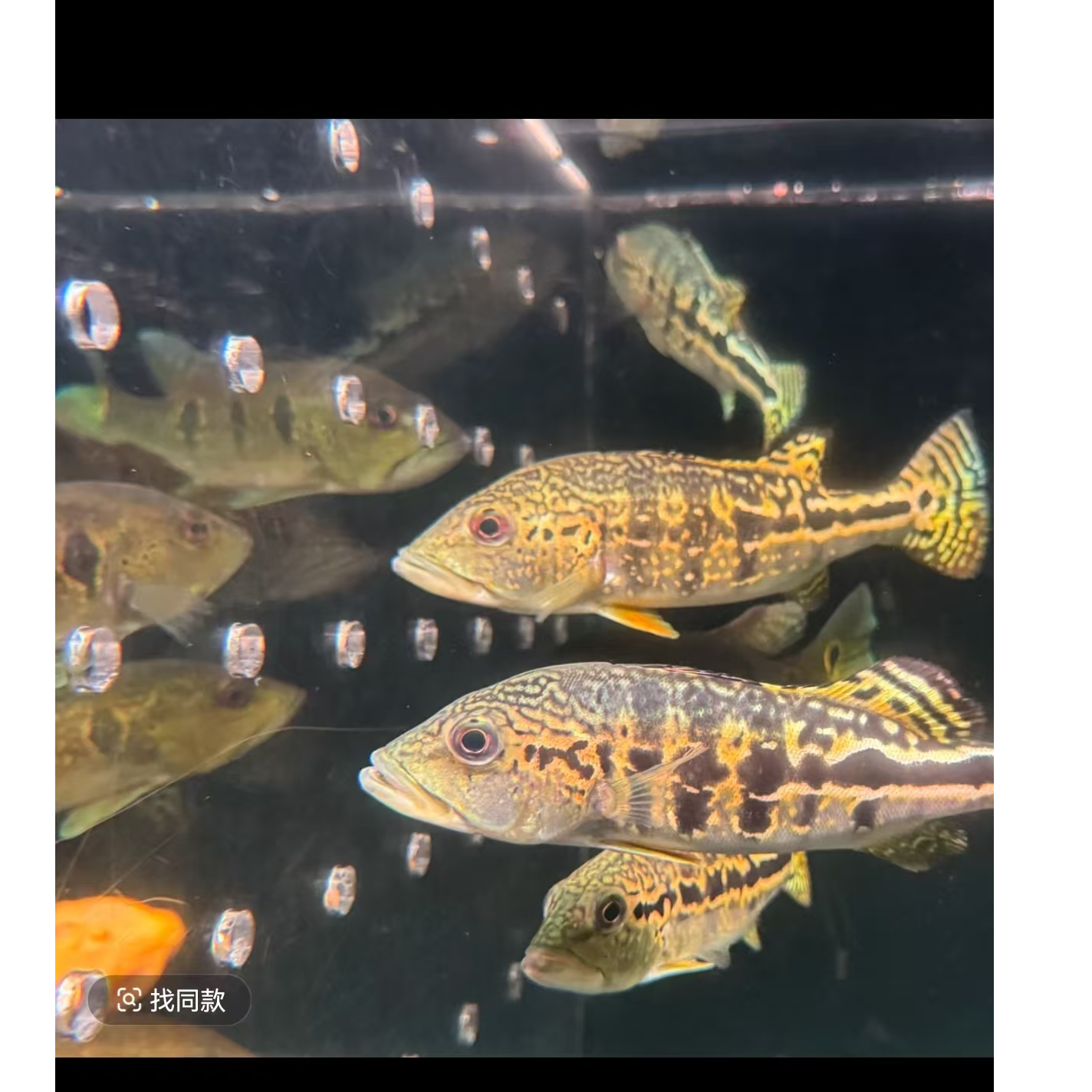 图腾三间鱼 三间鱼活体观赏鱼活体一物一拍链接福利活动