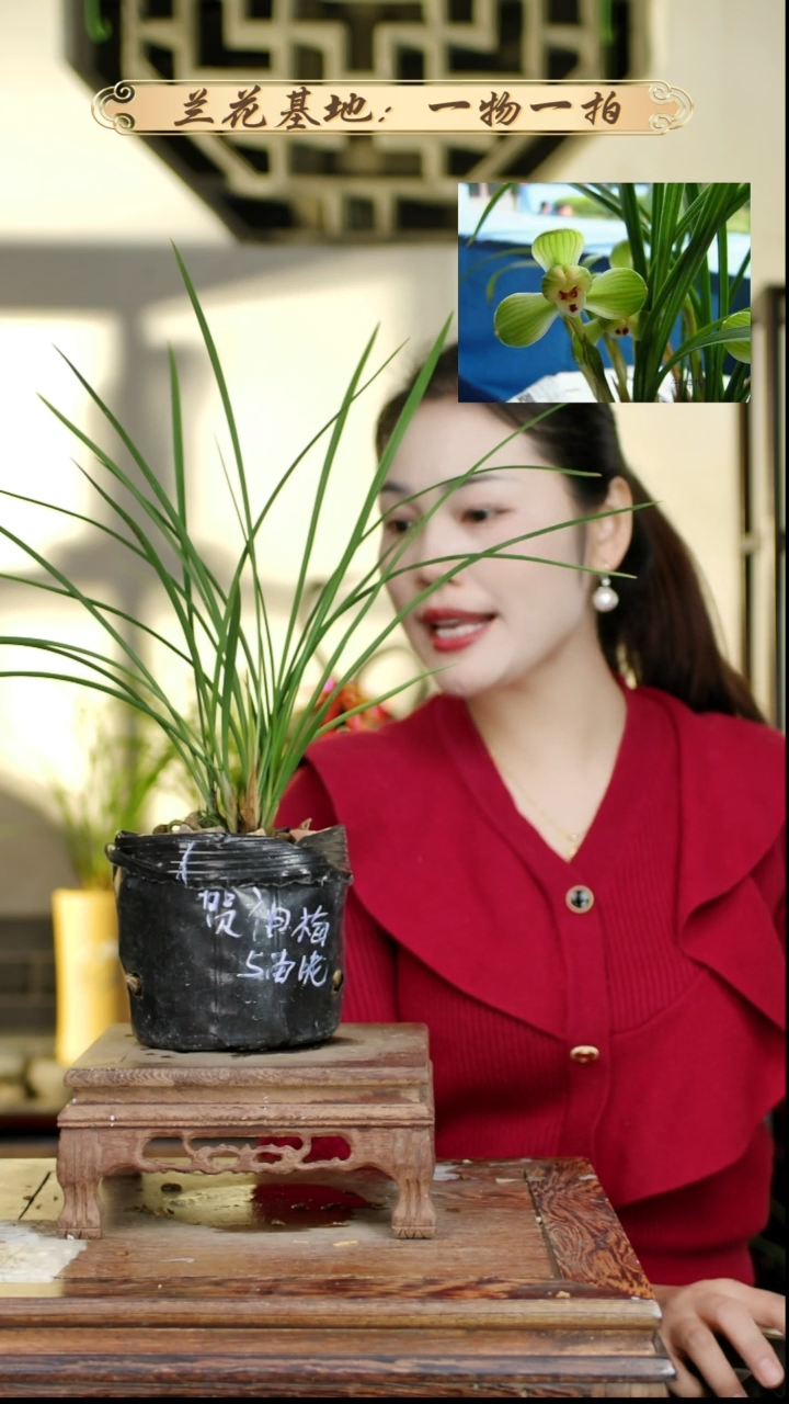 完全开放春兰贺神梅