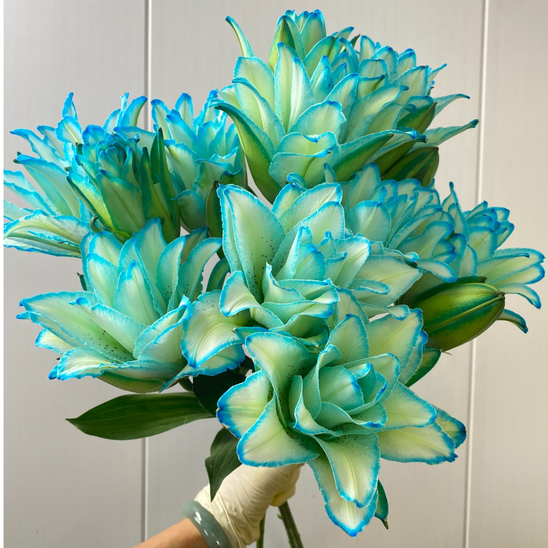 【若比邻优选】白拉菲重瓣香水百合花儿 花心微黄带粉色麻子美观