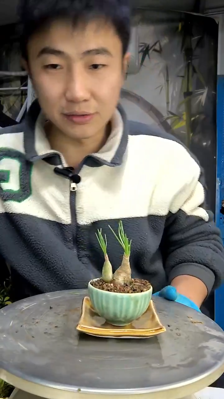 H**s中青园艺一物一拍花407