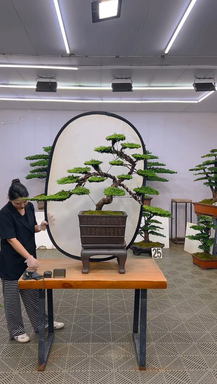 无花朵济州真柏盆景.....