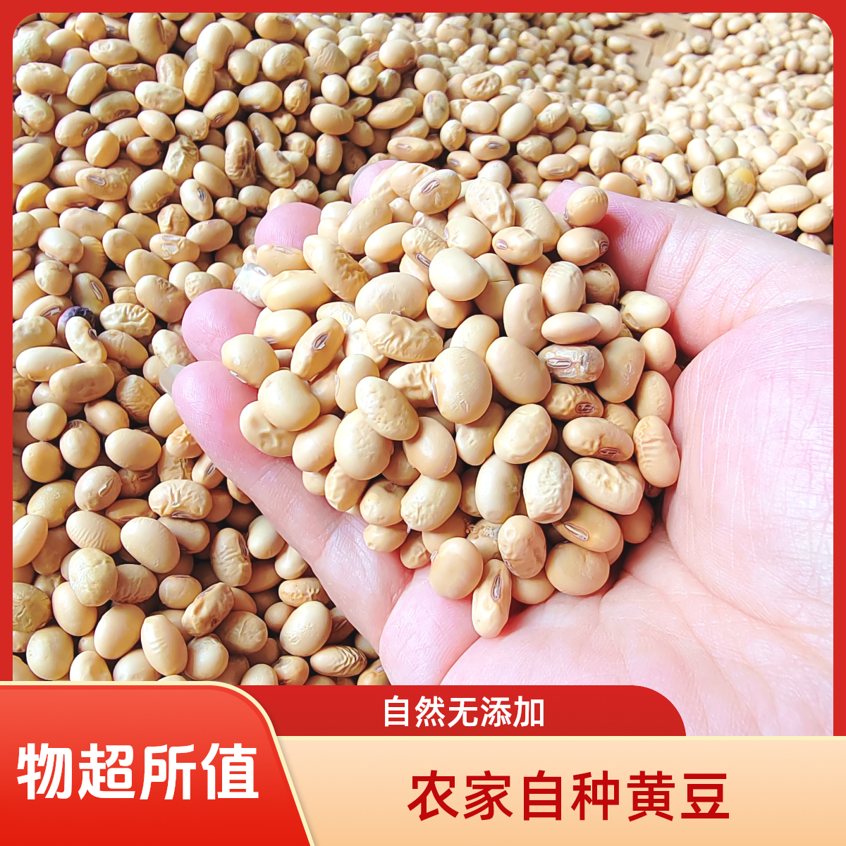 农家自种小黄豆老品种土黄豆