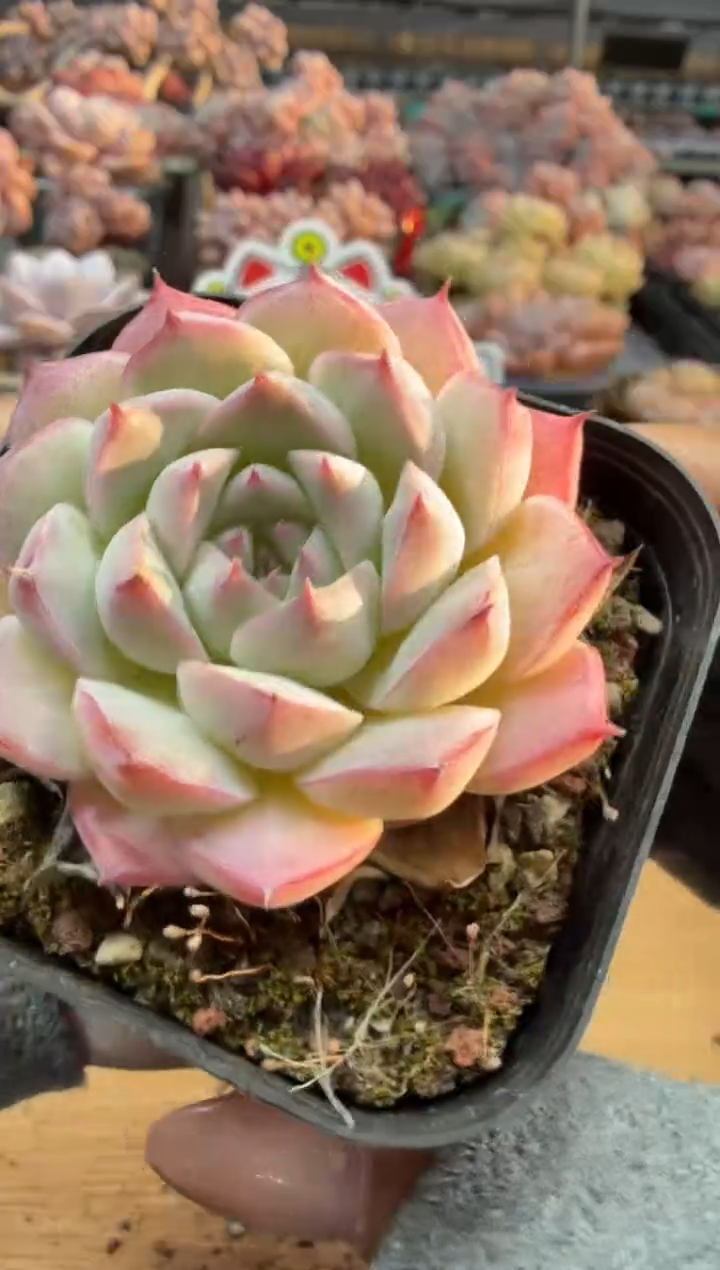 东云多肉园三店-142