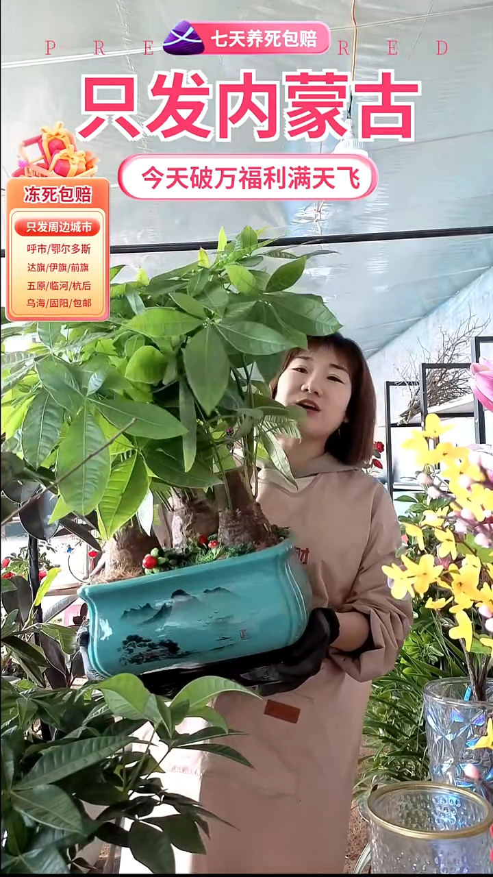 完全开放大盆陶瓷大发财