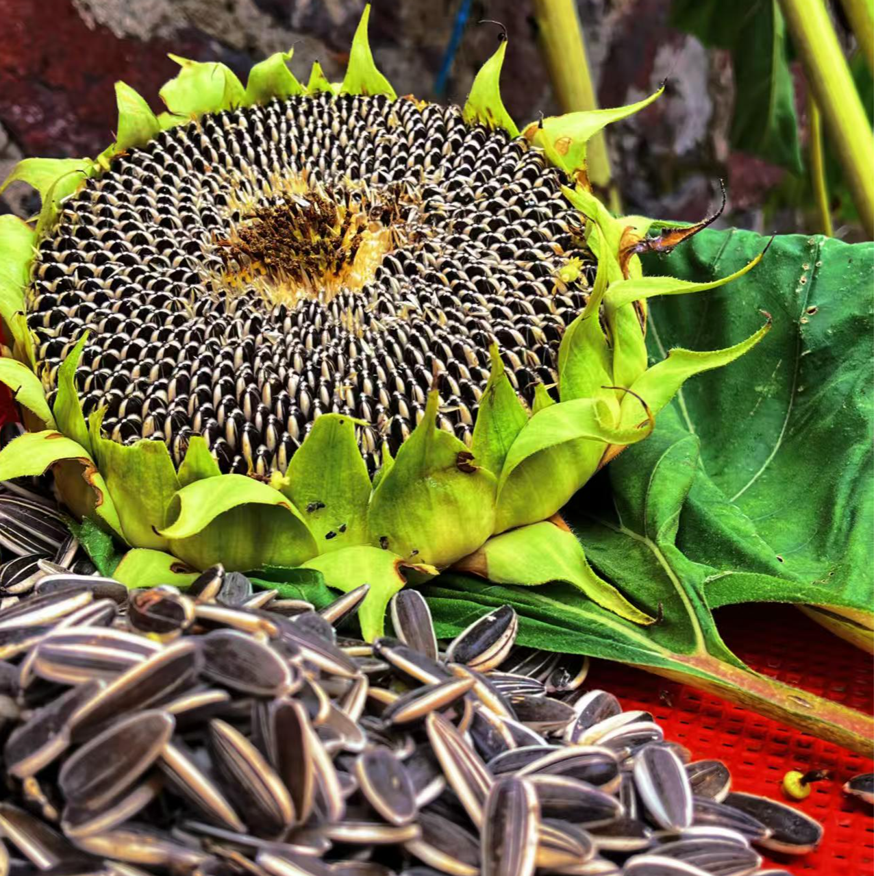 d.【买一斤送一斤】25年货头茬内蒙古生瓜子可直接吃葵花籽新货坚果