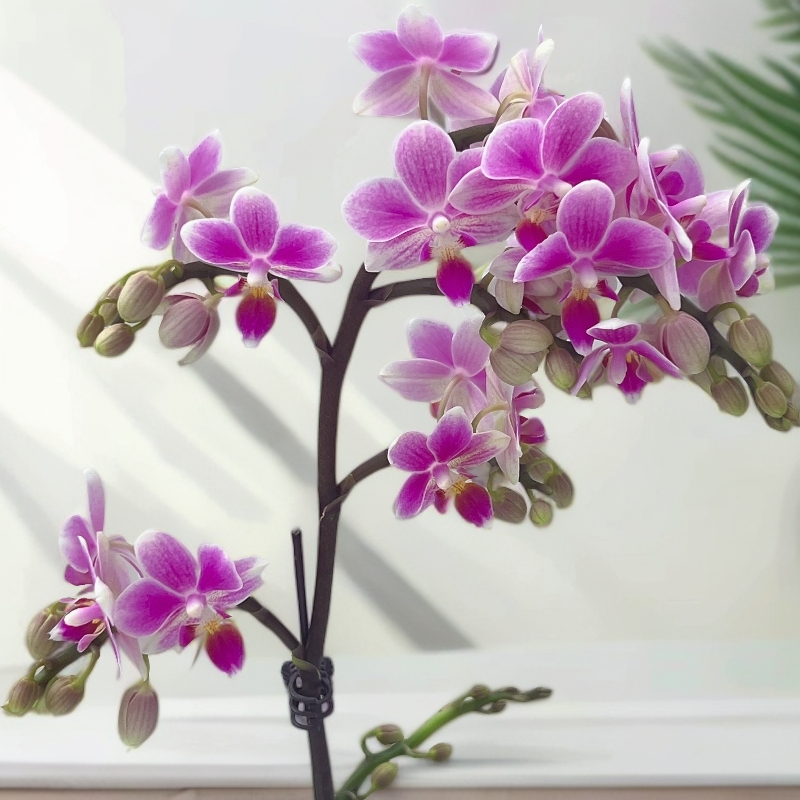 蝴蝶兰《香格里拉》梦幻的颜色 花色娇艳耐养室内花 源头基地直发