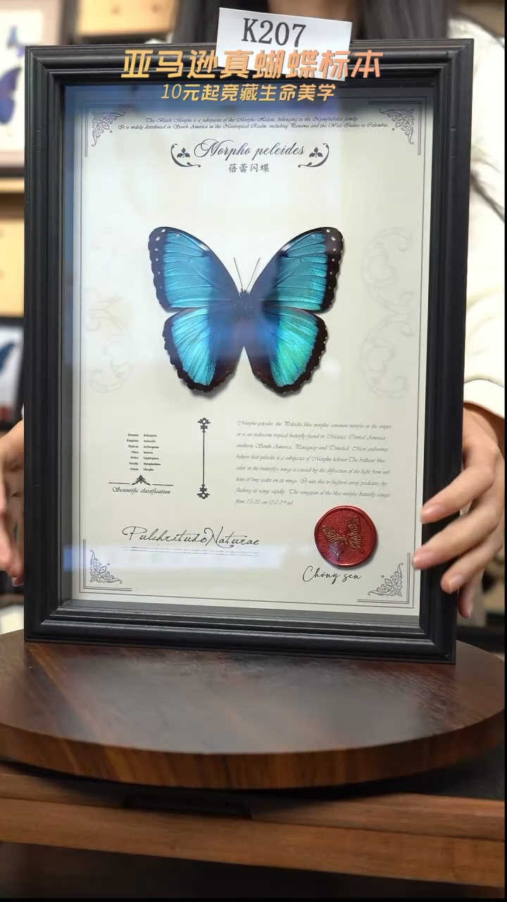 蝴蝶标本摆件竞拍k207