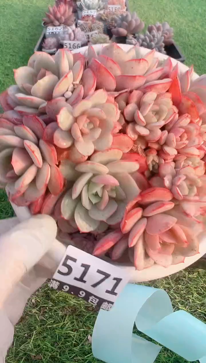 【闪购商品】信福多肉一物一拍