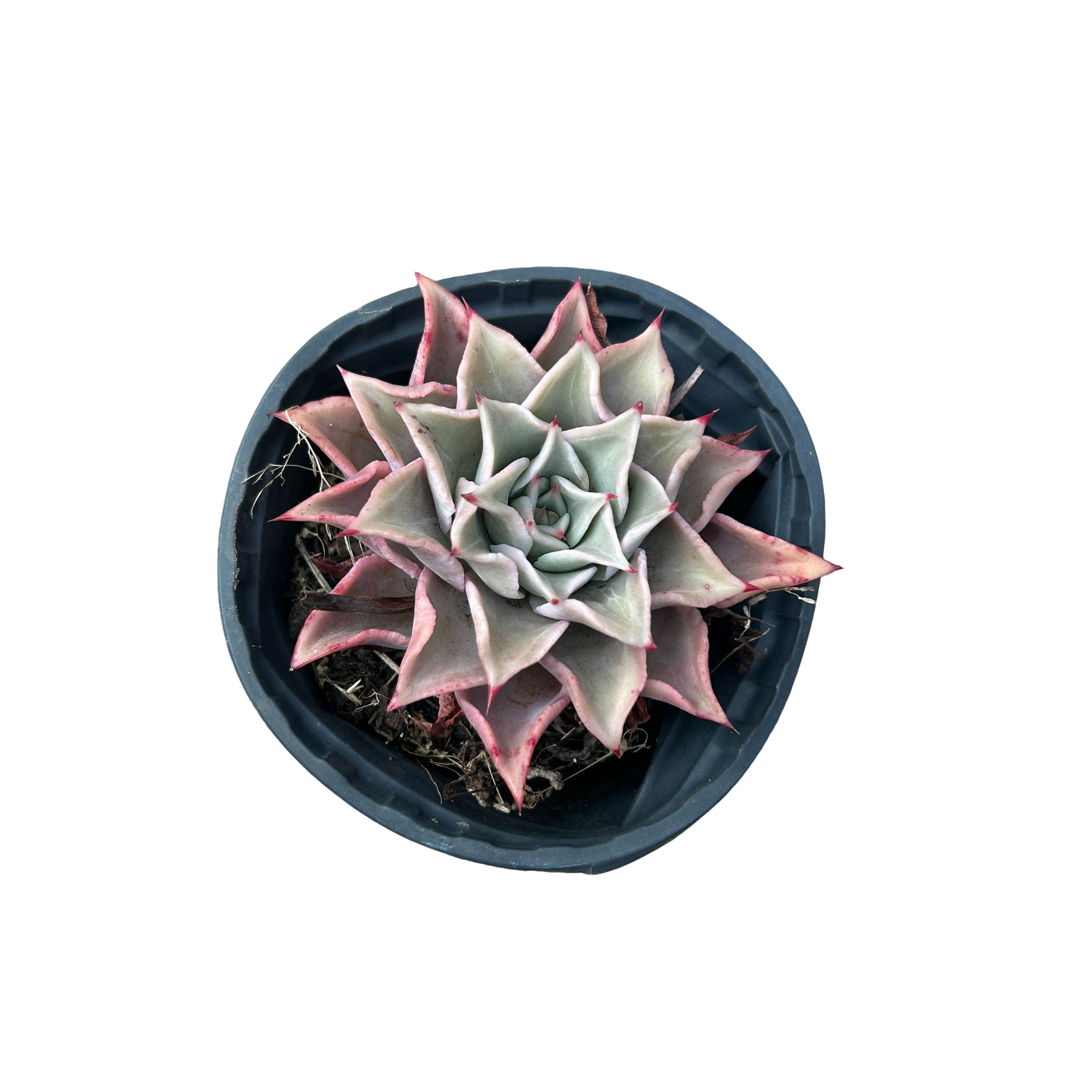 饺子皮 多肉植物（满18包邮 直播间展示为准）