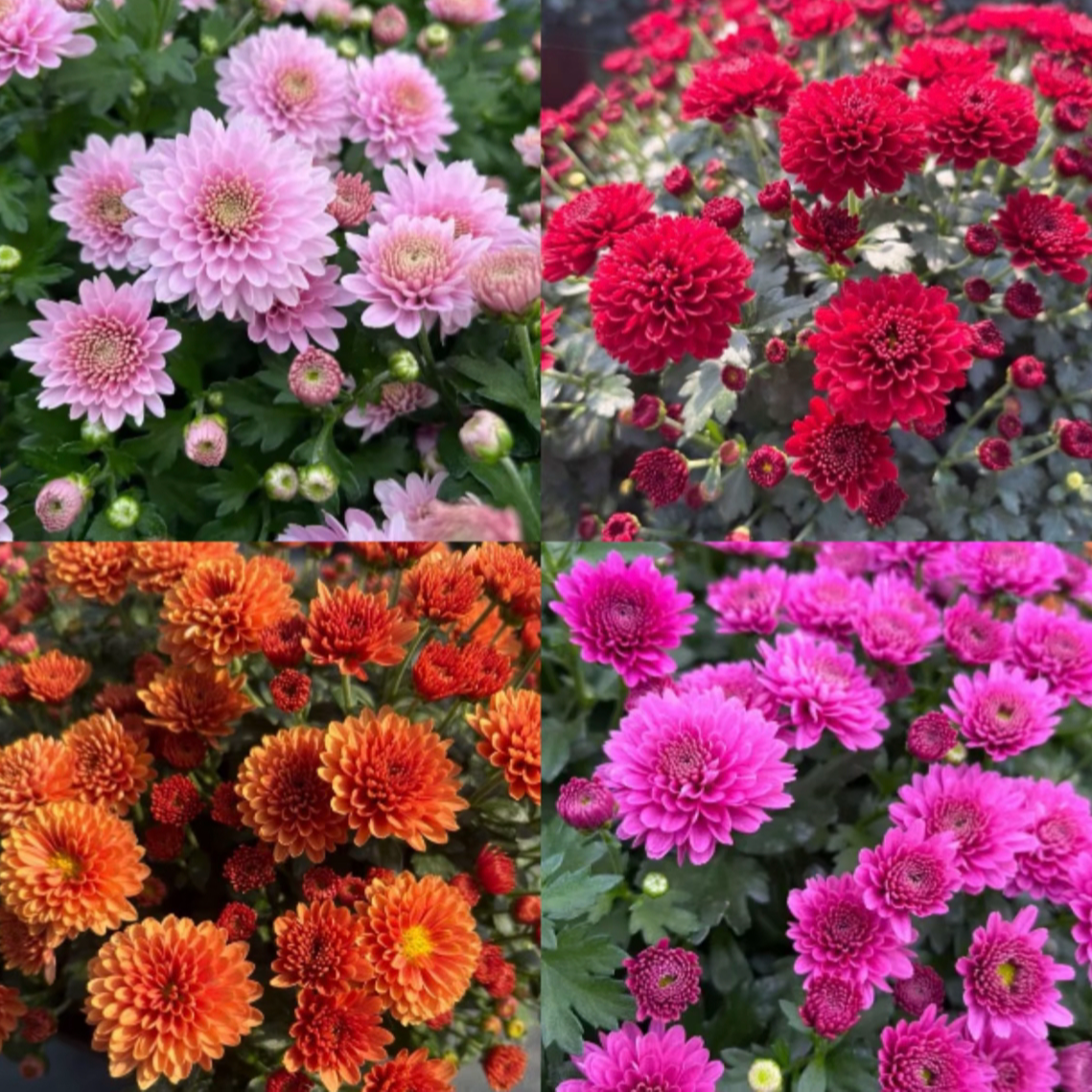 球菊千头菊盆栽 庭院阳台耐寒耐热好养植物多年生多季节开花