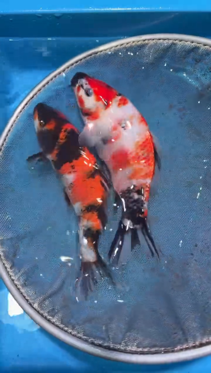 锦鲤点关注右下角竞拍链接出价