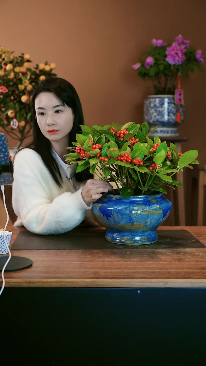 【闪购商品】盆景红玉珠