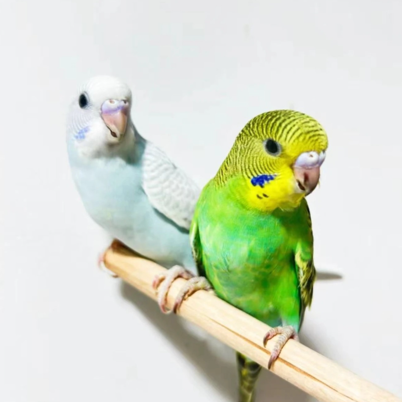 鸟笼2只鹦鹉乖巧又粘人到家能上手XZ