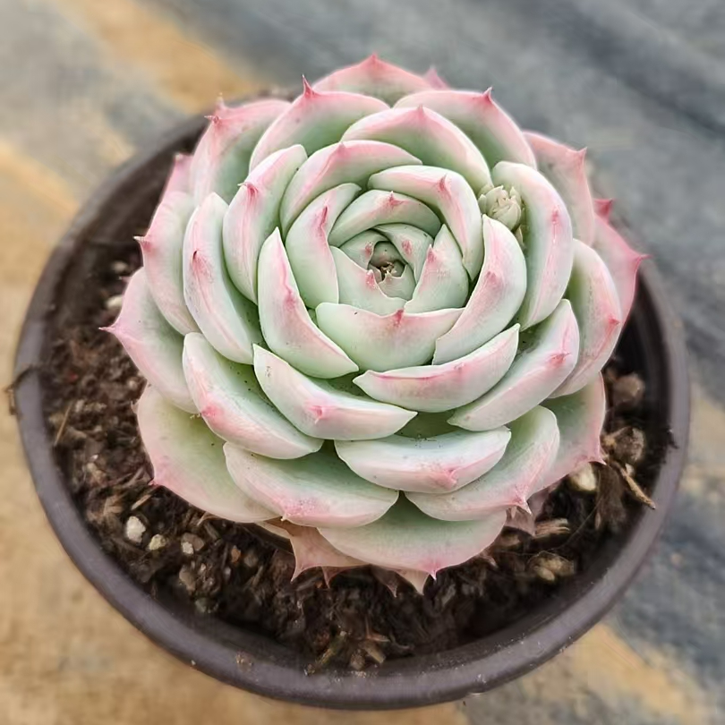 侧影2颗 （满12.8包邮 脱土发货，发货后不退不换）