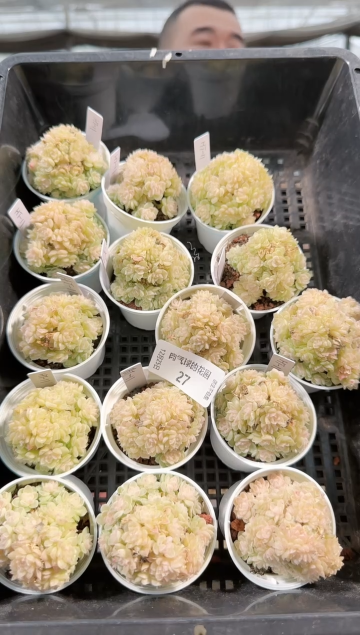 1225-27ht-11多肉量拍任意发一颗群生不包整