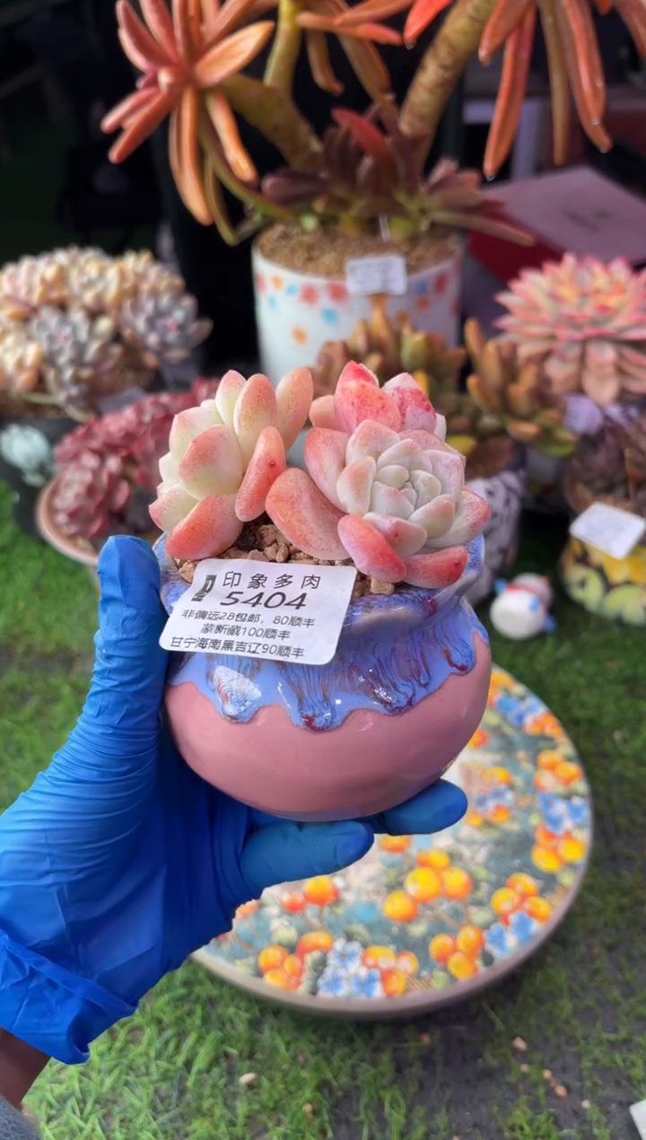 昆明印象多肉5404