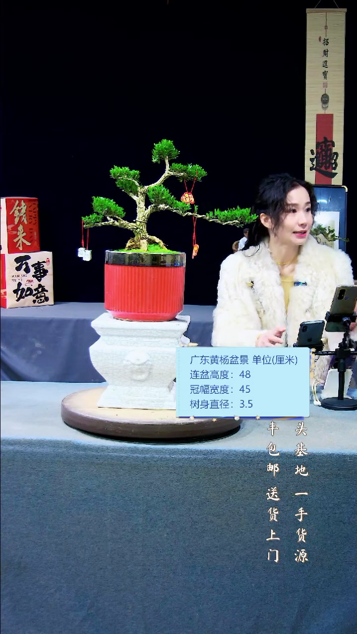 【闪购商品】雀舌皱皮黄杨盆景雀舌皱皮黄杨盆景