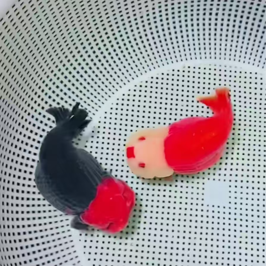 兰寿鱼苗 练手苗一组4只