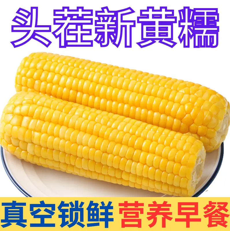 试吃两根【头茬大棒黄糯玉米软糯】黄甜糯玉米软糯香甜大棒