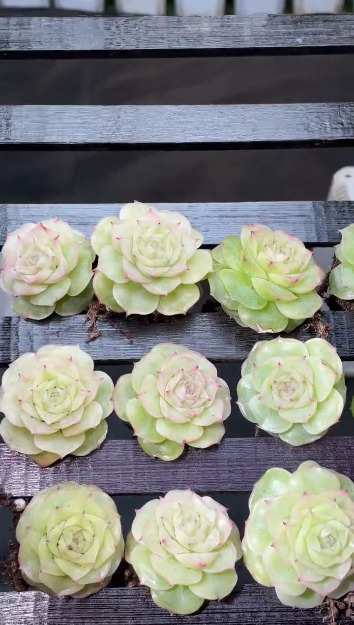 14-88公主婚纱2-3厘米量拍发一颗