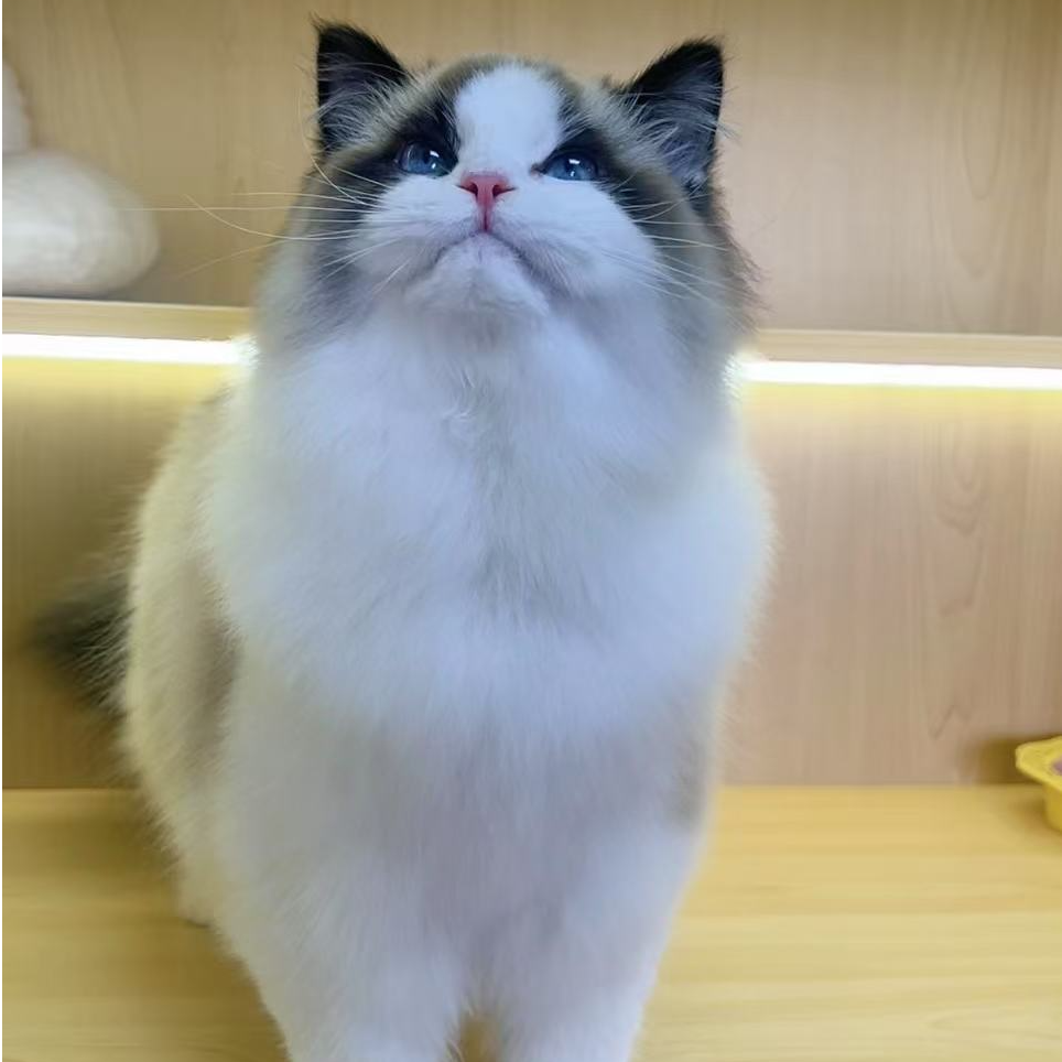 (糖宝家)T布偶猫猫活体