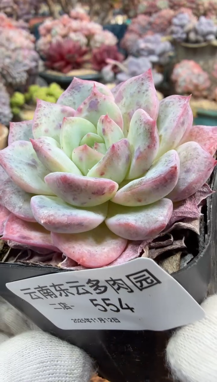 东云多肉园二店-554