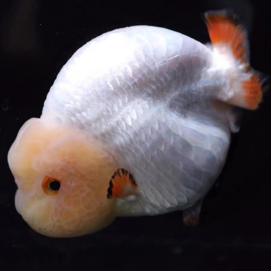 泰狮金鱼冷水观赏鱼活体好养耐活淡水招财鱼苗多花色