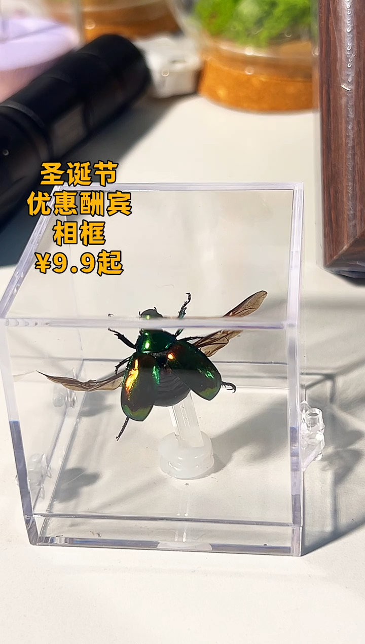 有机玻璃甲虫11111111