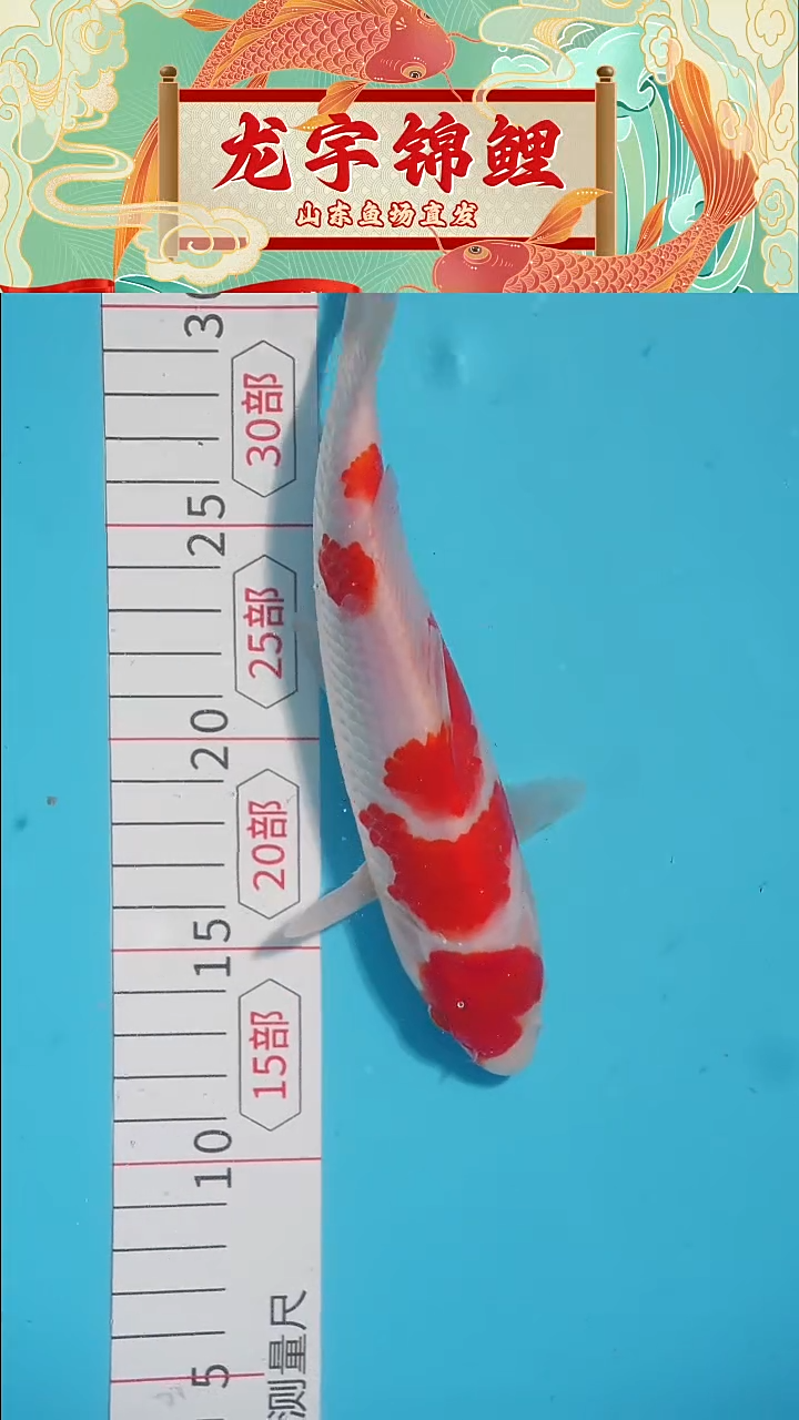 锦鲤120210红白锦鲤