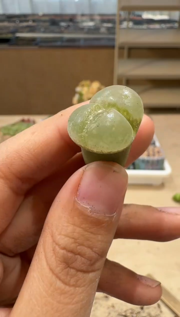 多肉植物肉锥5-23