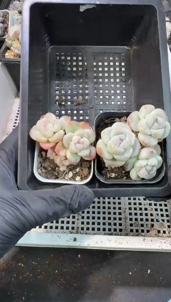 【闪购商品】57号到手1框--江北一物一拍