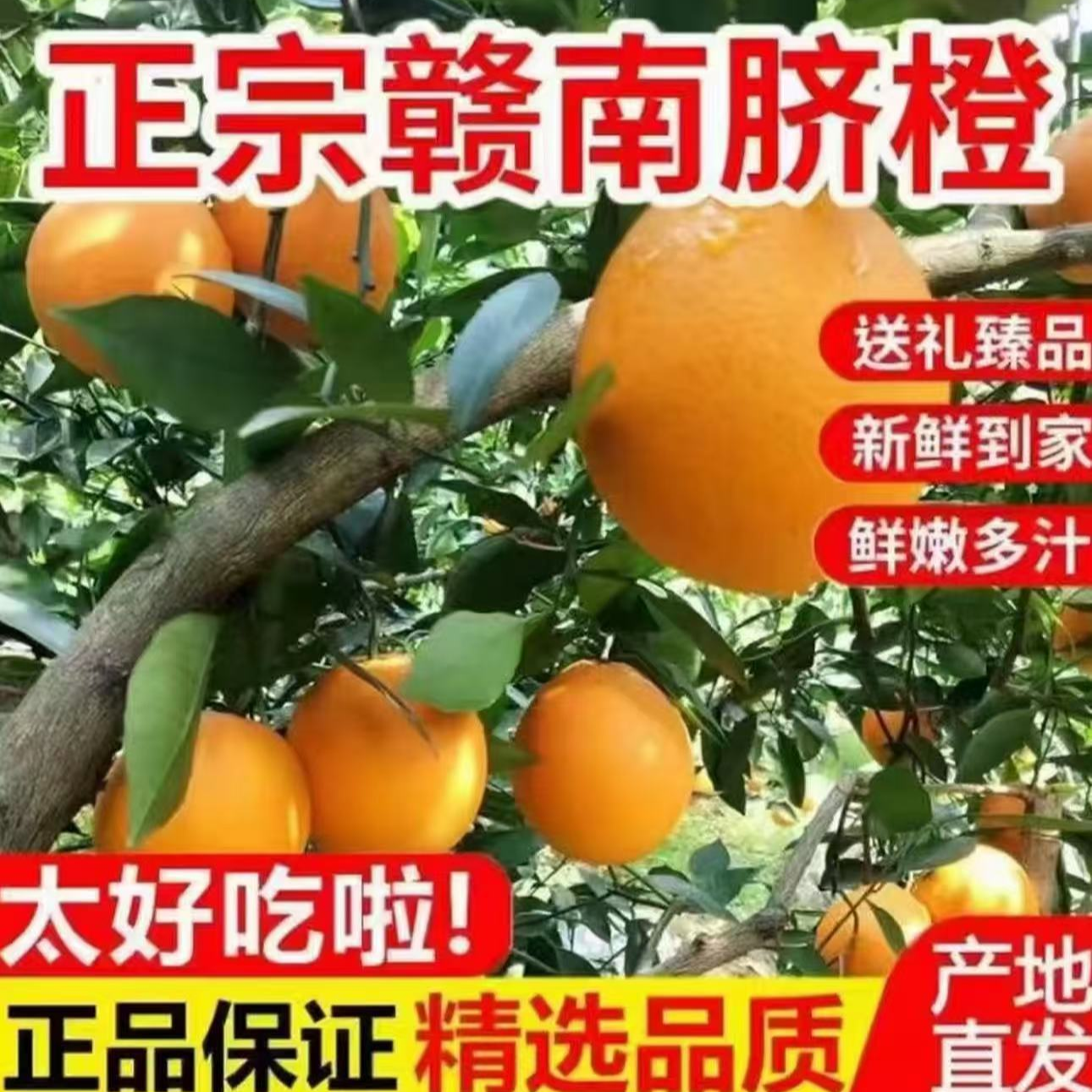 新鲜当季橙子新鲜水果酸甜可口5斤/10斤包邮【多仓发货】Yo