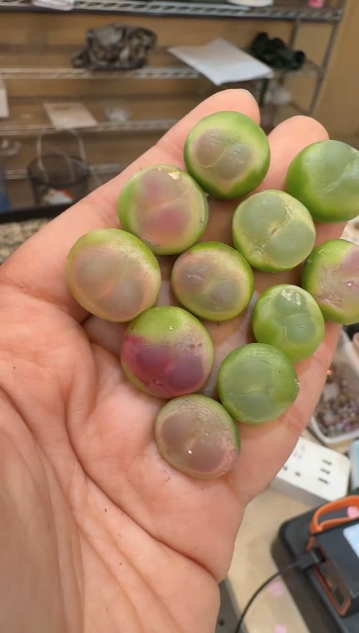 154多肉植物肉锥拉登一颗