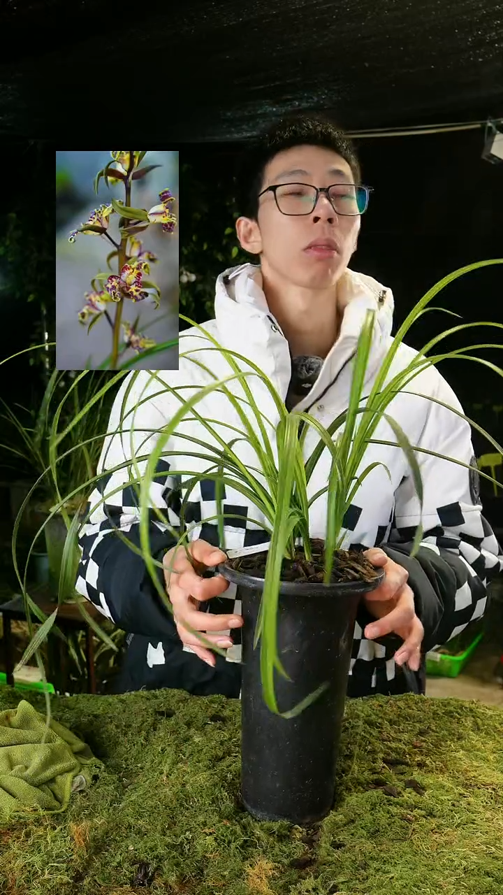 全部花苞曹*亮蕙兰-紫砂星（6苗连体）