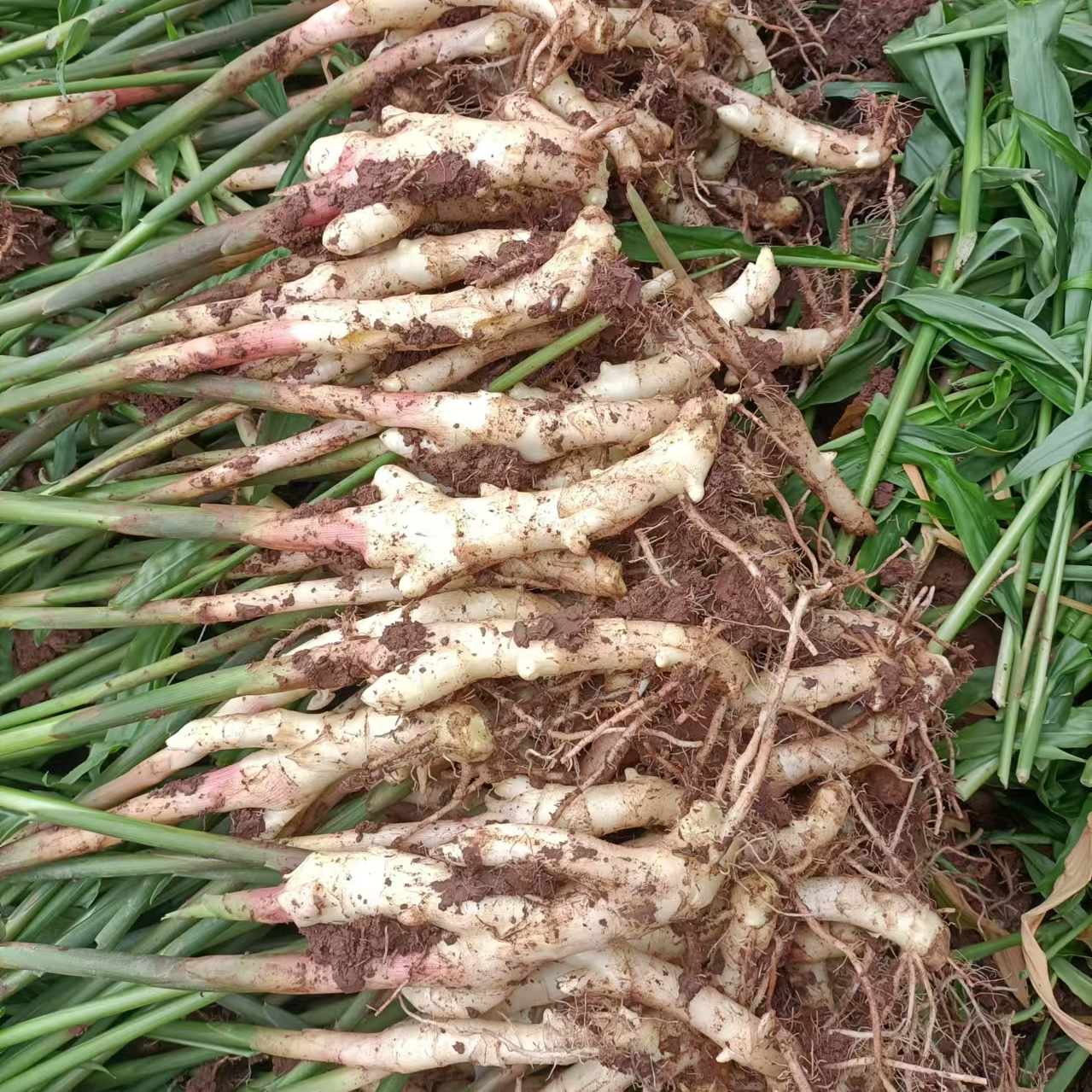 大小组合锅炉姜四川威远早嫩姜仔姜纯独根独芽姜生姜现挖带泥脆姜