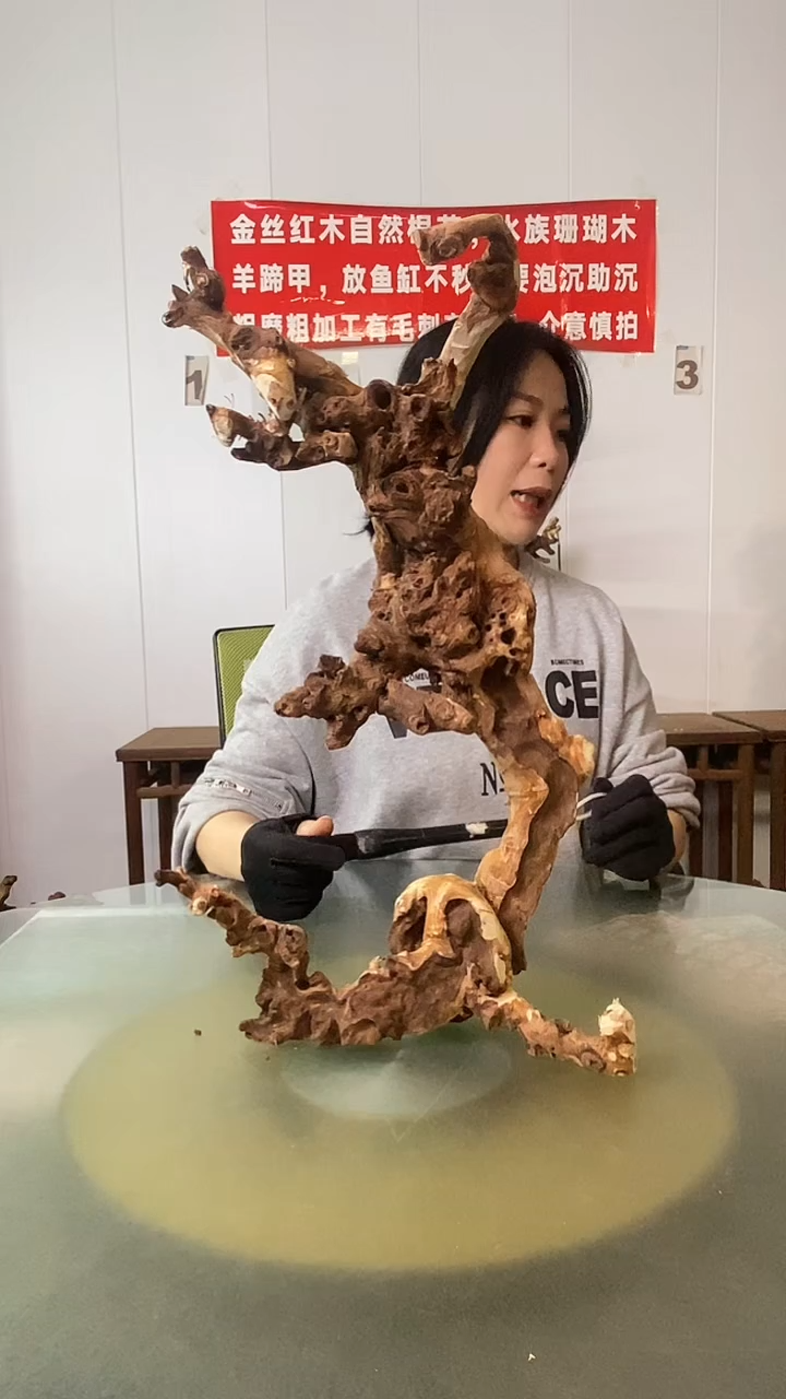 木晨**季金丝红木 羊蹄甲