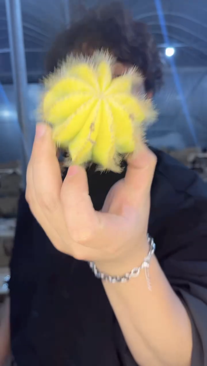 【闪购商品】5颗 单头 银光锦