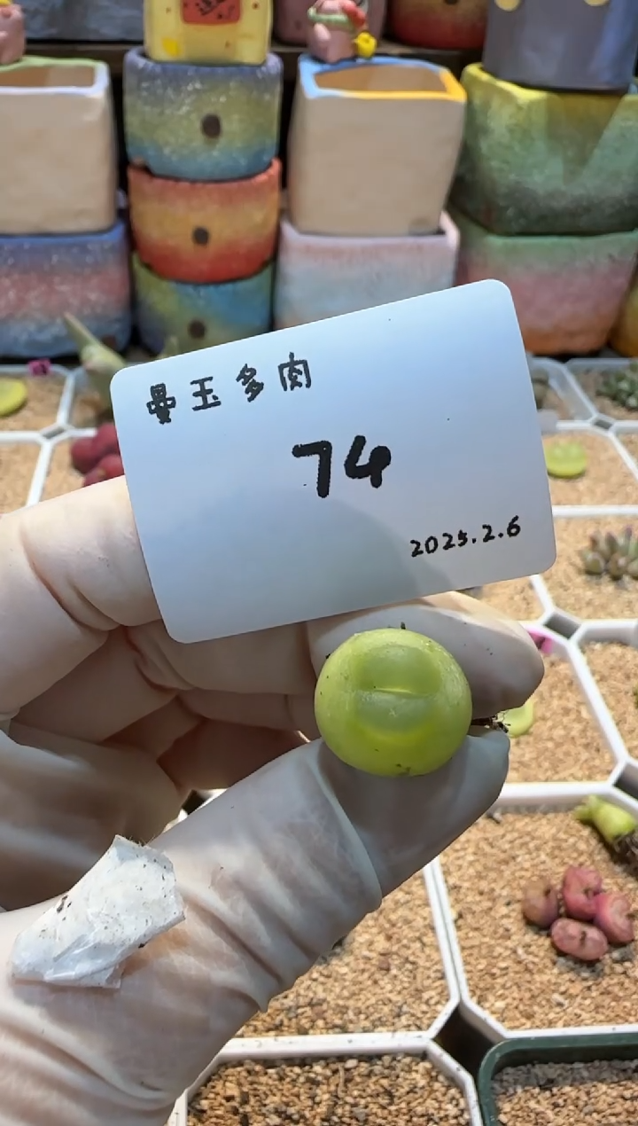 【闪购商品】25.2.6-74