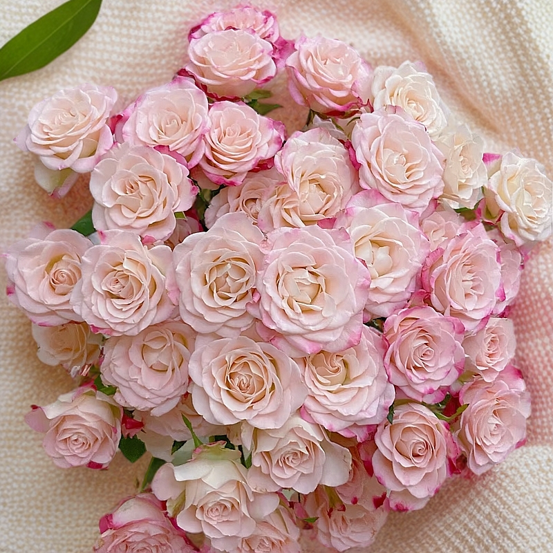 鲜花【小情人折射10支】同地址两单顺丰或京东包邮送货上门+配草1扎