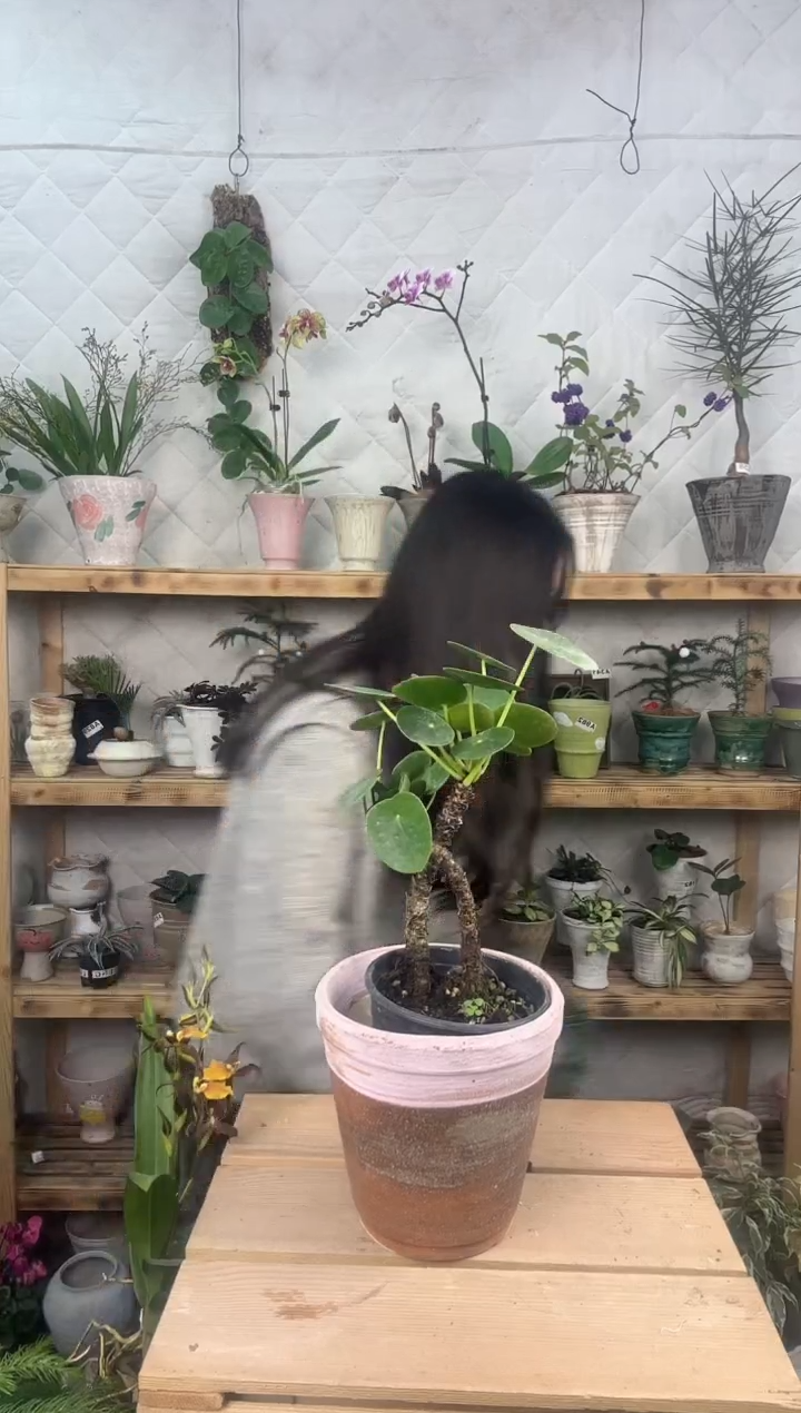 无花朵木**年镜面草加盆一套