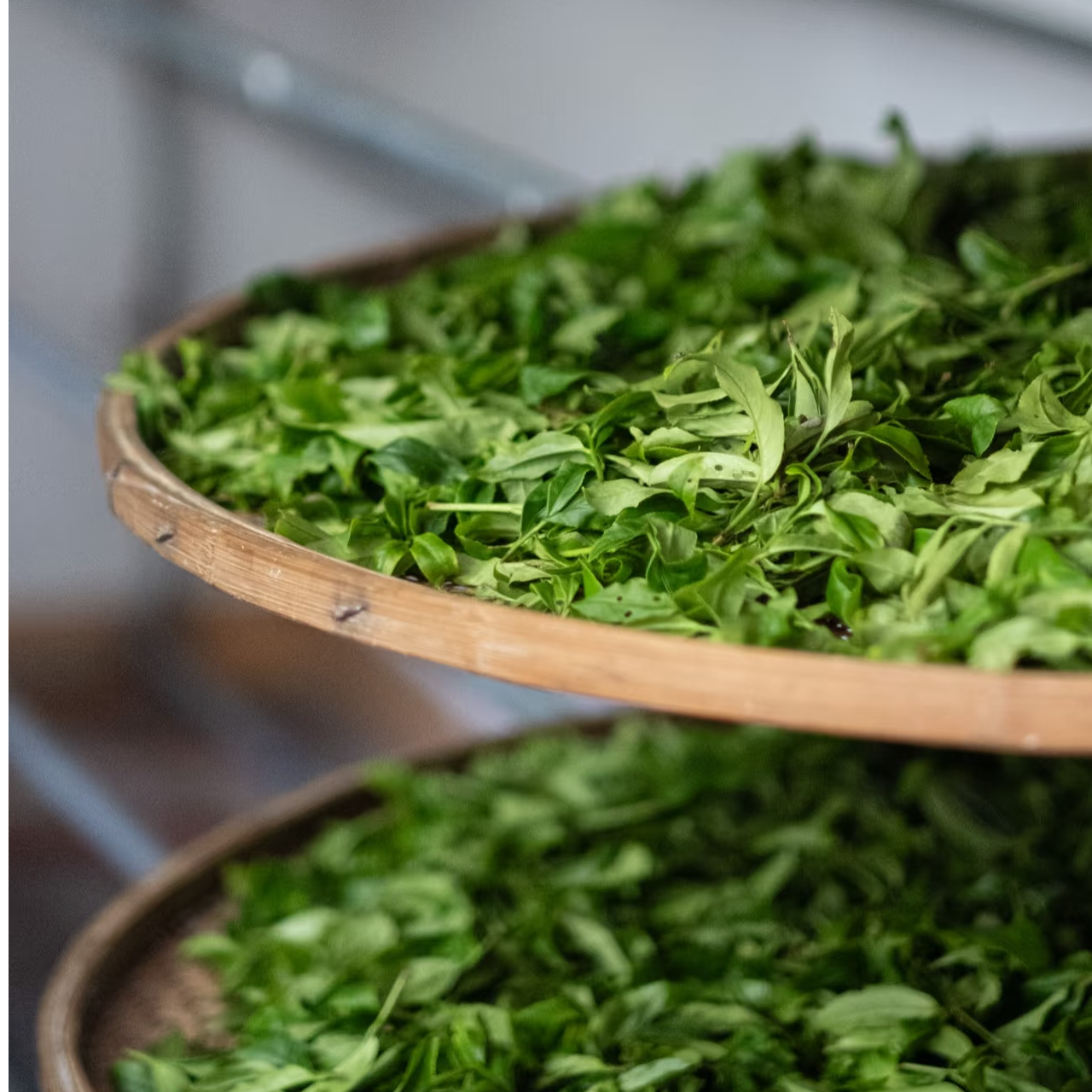 潮州凤凰单枞茶单从茶潮州特产高山醇厚碳培乌龙茶品鉴装满35包邮